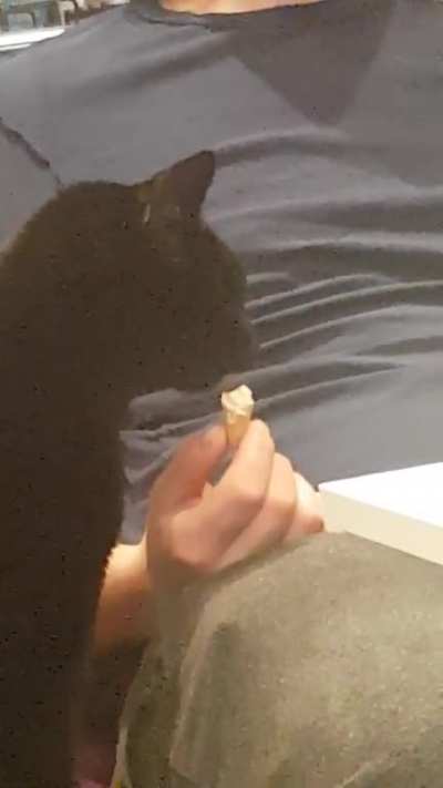 My boyfriend made a tiny ice cream for our cat, and no brain freeze!