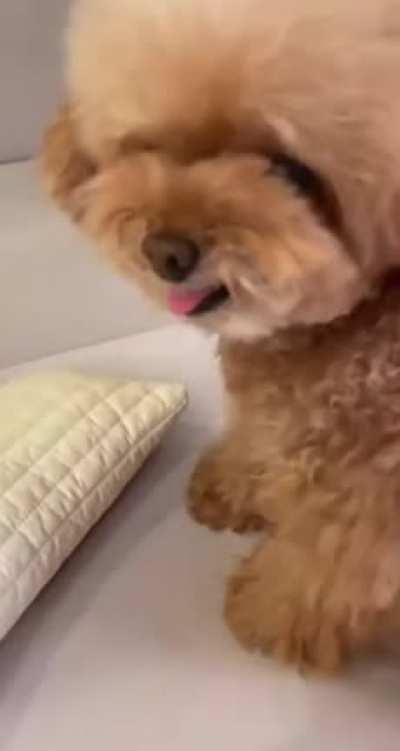 Lil' Toots