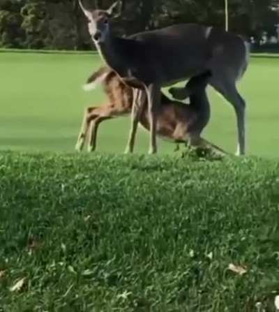 Deer Suck