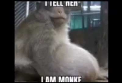 MONKE LOVE