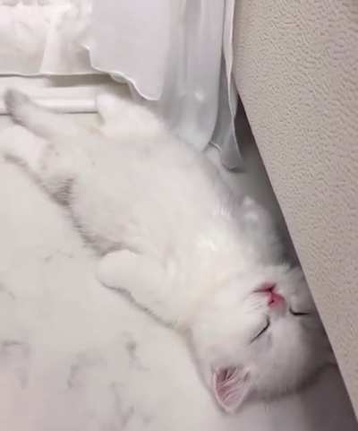 😍The most cutest creatures in the world 😍🐾🐾