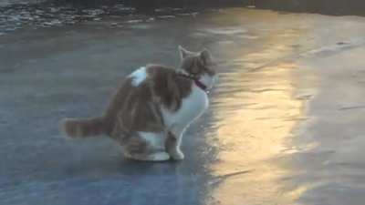Cat on ice
