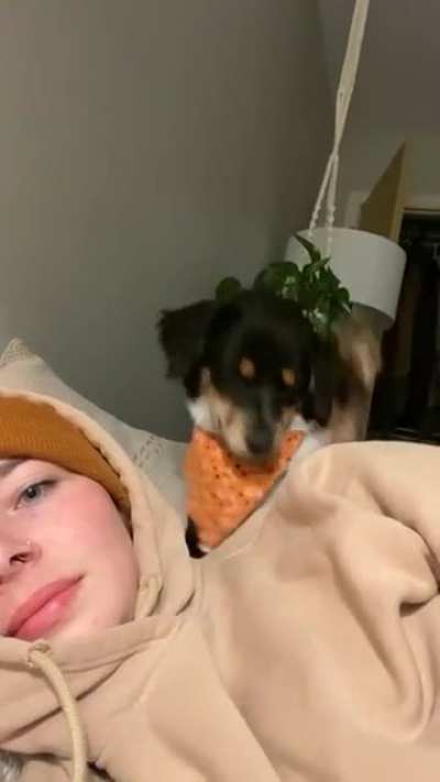 dOg dEcApItAtEs wOmAn fOr nOt rEtUrNiNg hIs lOvE