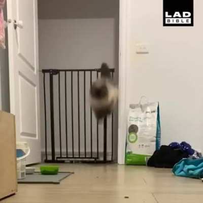 derpy cat jump