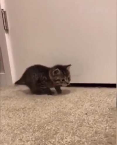 Here we see the feline, ain't she a beaut! Small but fierce. Look at her stance. Her eyes locked onto her target. And whammmo! Oh wow! Look at the attack! Phewwwww. Wouldn't want to be her prey...