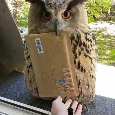 Hedwig is real