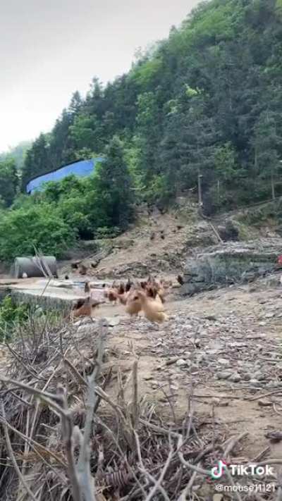 Time to feed the chickens