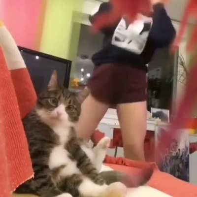 CAT:...