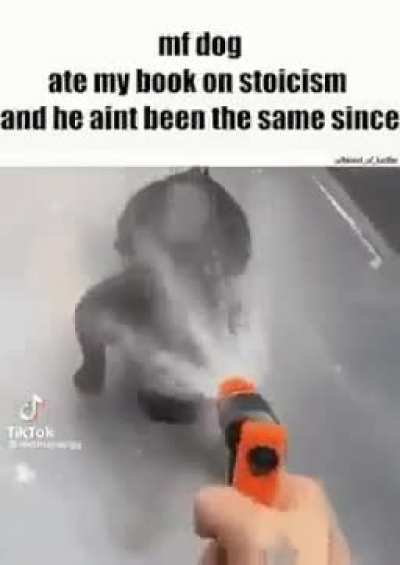 the dog: