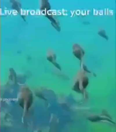 live Broadcast from:
