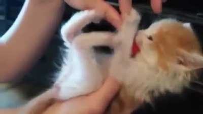 Feisty little criminal!