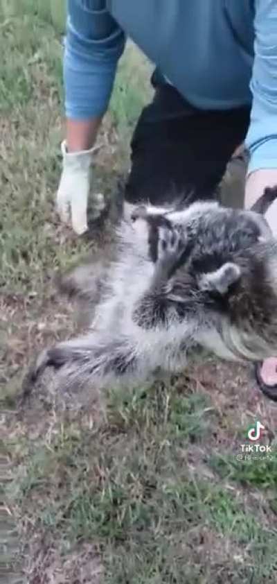 Raccoon wasn’t used to help