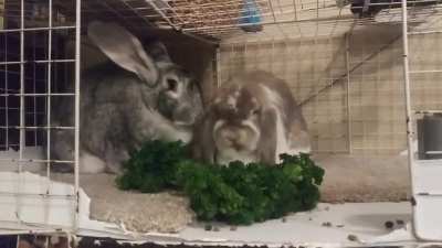 Dinner time