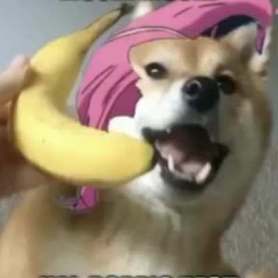 Doggio Desu
