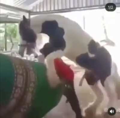 This pony is about to get (look at flair)