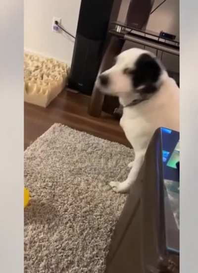 It's my carpet now