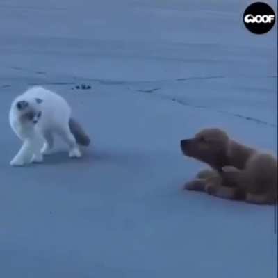 The cutest stalker I’ve ever seen