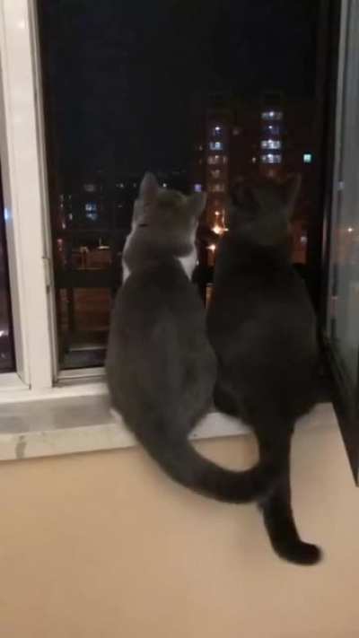 По вечерам Котик приходил к своему другу в гости считать звёзды...