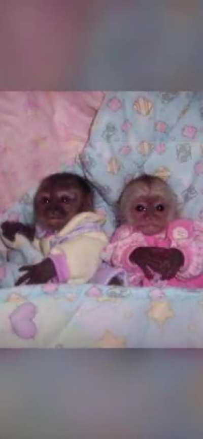 MONKE The movie