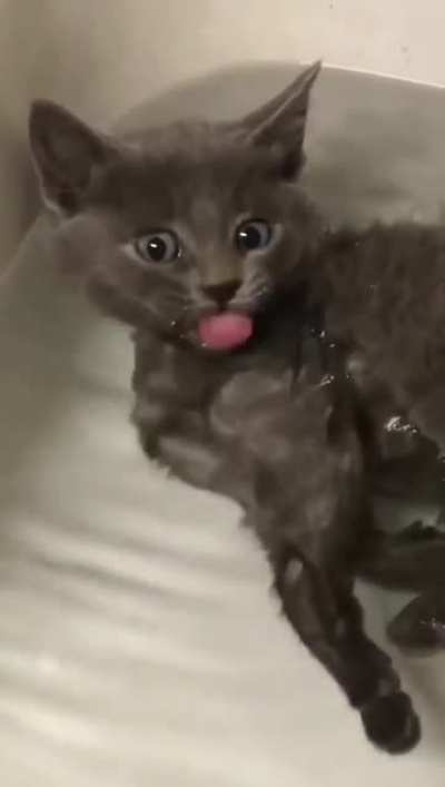 Cat things...