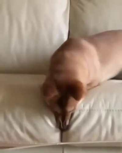 Crumbs from a treat fell between the seat cushions