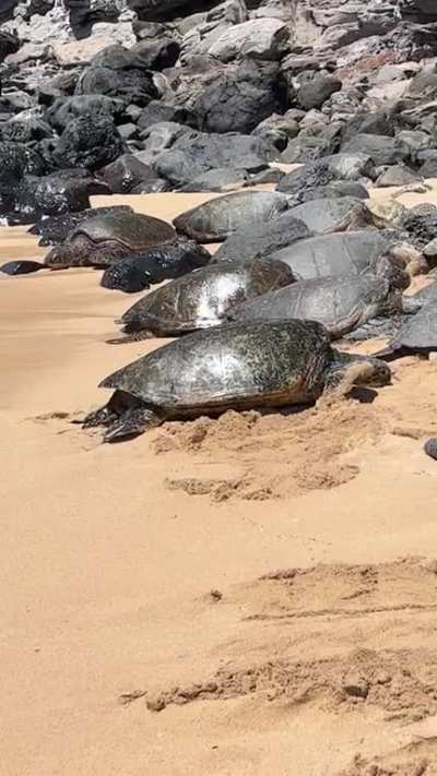 Sea Turtles near my home! - Ho’okipa Beach on Maui