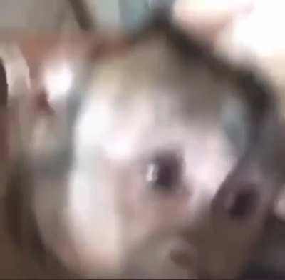 Monke