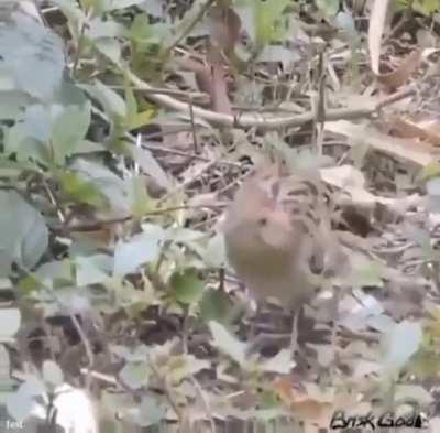 He got moves