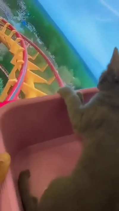 Kitty in rollercoaster.