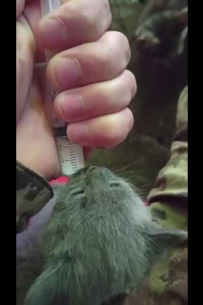Cats comforting servicemen on the frontlines