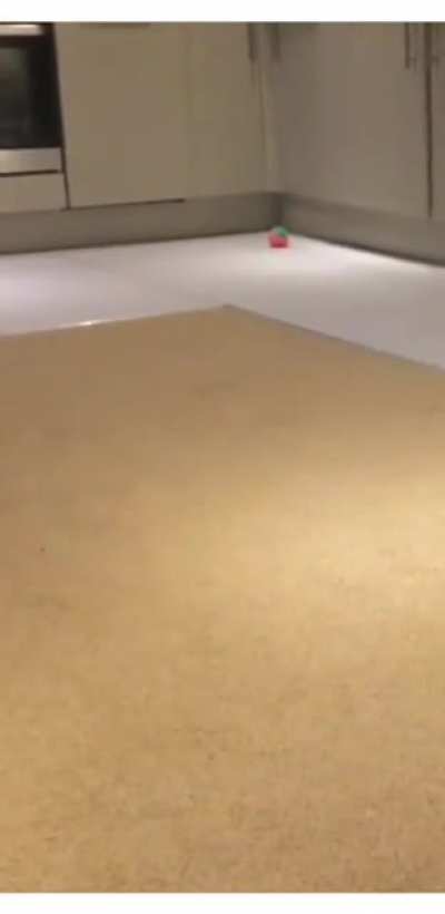 Ever wondered what a day in the life of a puppy Whippet is like?