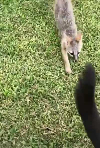 When a fox wants to be your pet