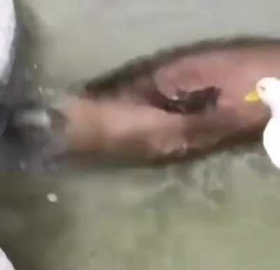 Brutal Attack on Capybara