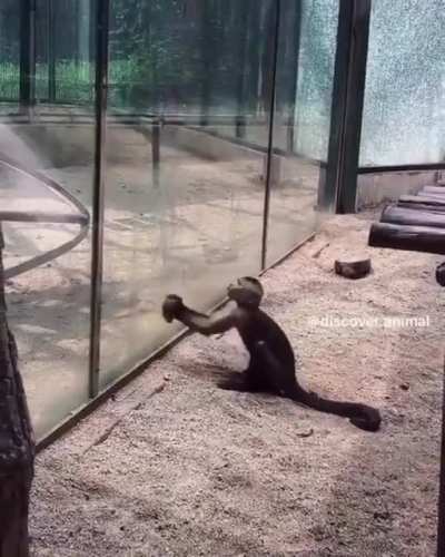 Monkey see, Monkey Destroy