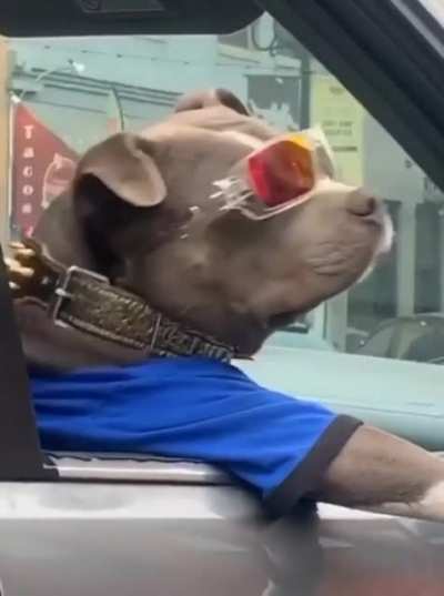 Its NOT a dog....its a DAWG