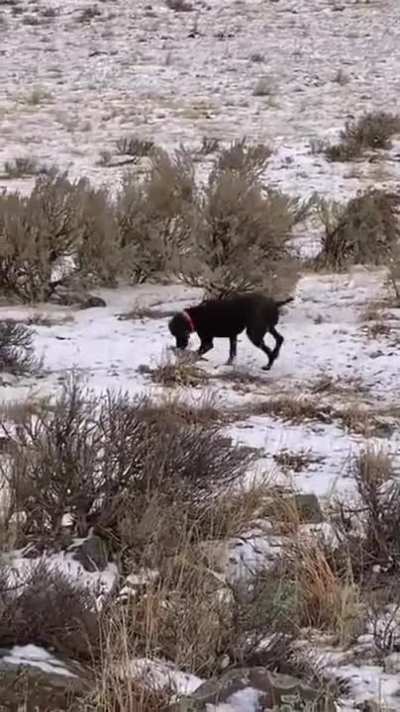 Hunting Dog for Sale