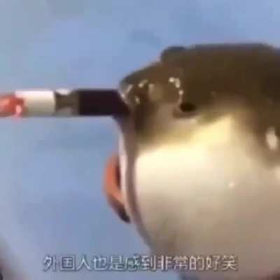 Cursed_fish