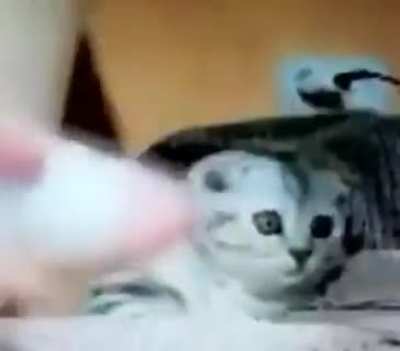 Kitty going through emotions