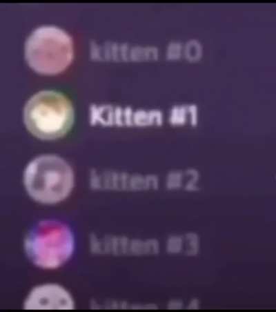 Kitten 🥰