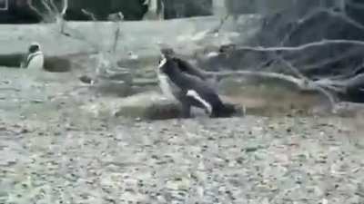 Drama happens in the animal kingdom too