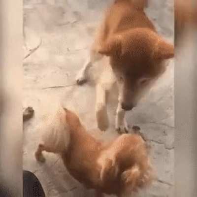 Let me pet you
