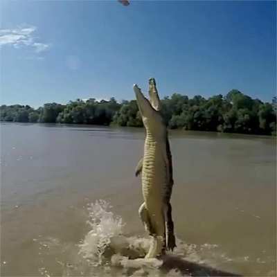 🔥 Gator leaps out of the water for some fresh meat