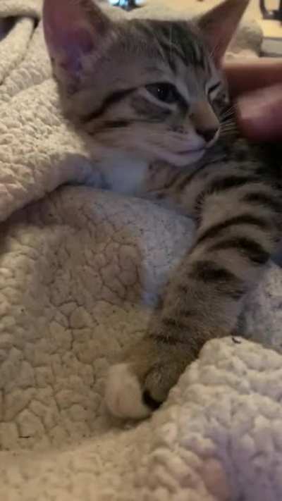 He yells a lot when my boyfriend gives him pets.
