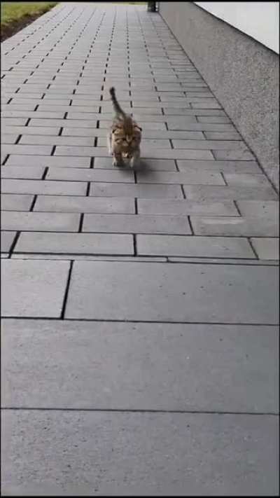 Lil kitten learning about the outdoors!