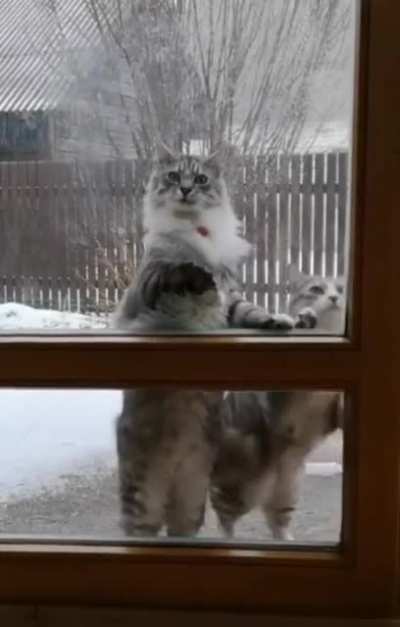 Котики