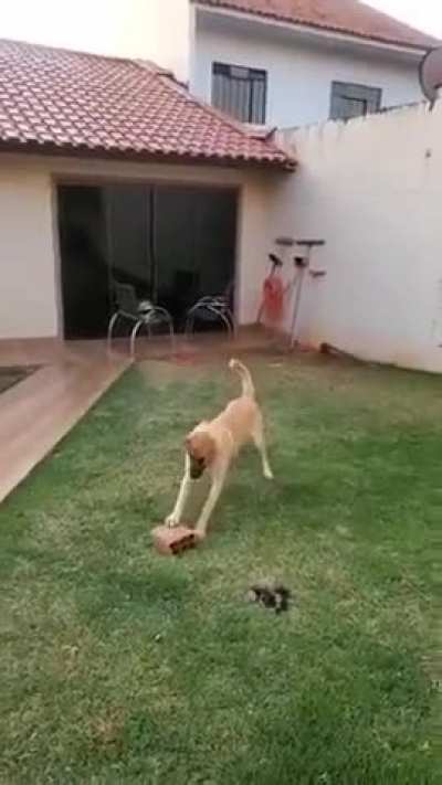 Of the many toys that he has, he chose the most favorite.