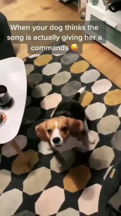 Good Boi