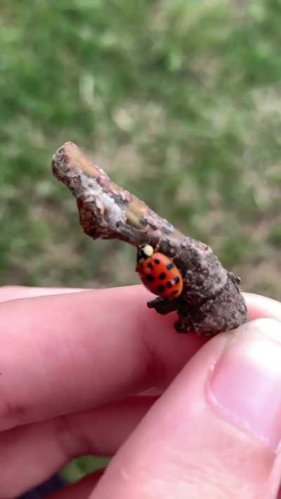 insects