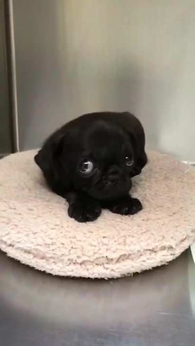 Melts my heart