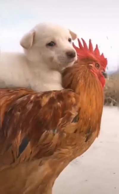Onward Noble Steed